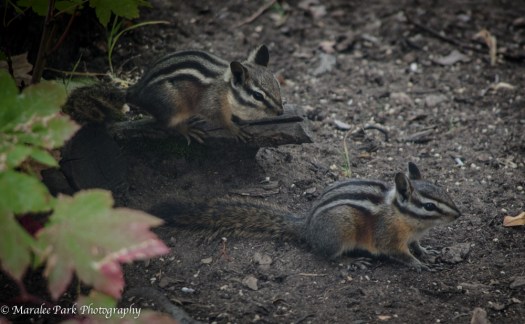 Chipmunk-4524October 14, 2014