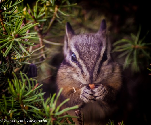 Chipmunk-4531October 14, 2014