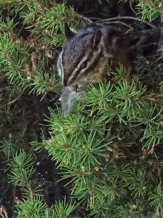 chipmunk