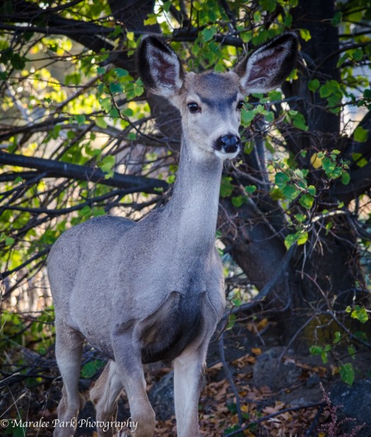 One of the fawns . . . all spots are gone.