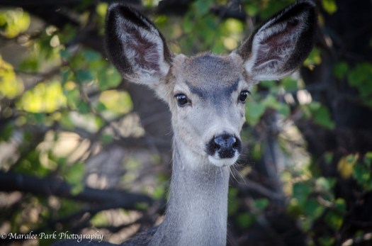 Deef-3694October 01, 2014