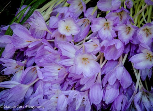 Drake Park-3717October 02, 2014