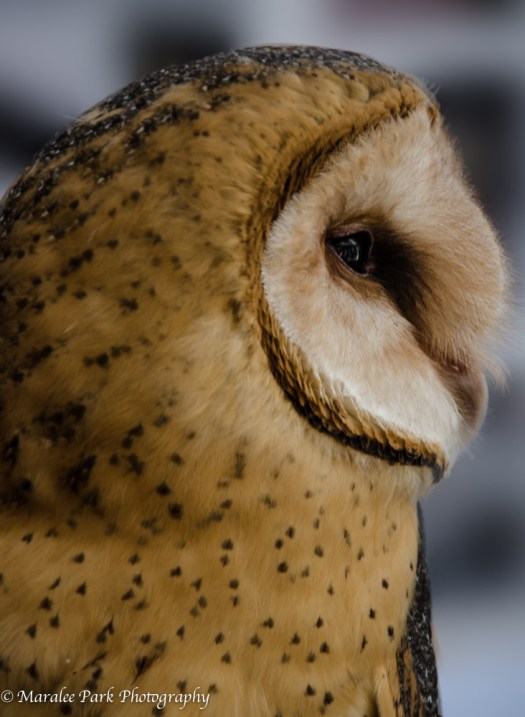 Fall Festival-3723October 04, 2014