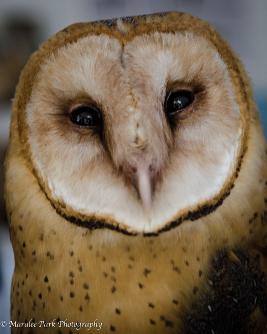 Fall Festival-3728October 04, 2014