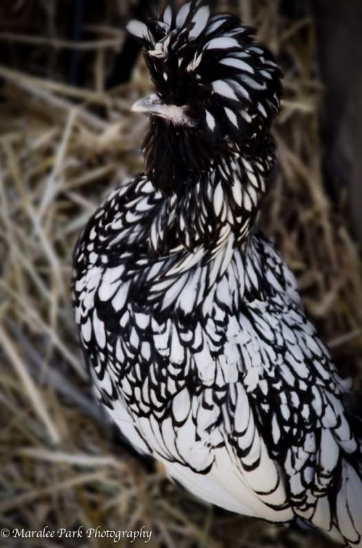 Fall Festival-3747October 04, 2014