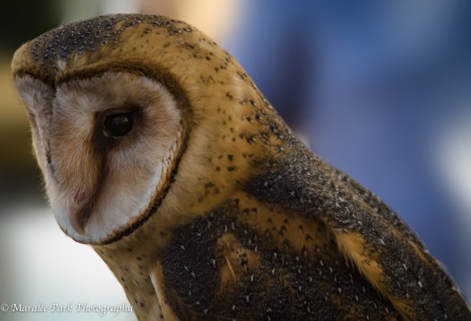 Fall Festival-3749October 04, 2014