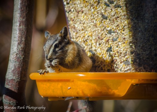 Chipmunk-5539November 06, 2014