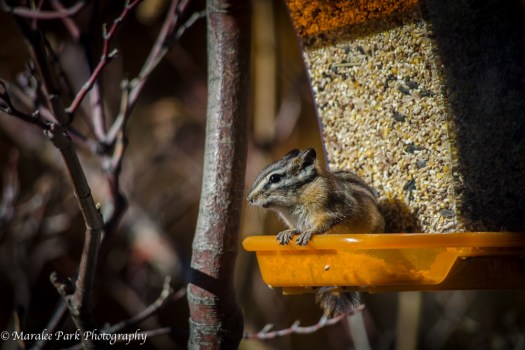 Chipmunk-5540November 06, 2014