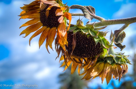 Cyclocross-5447November 02, 2014And1more