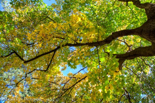 Drake Park-5148October 26, 2014And2more-2