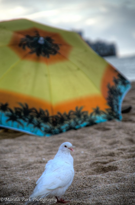 Hawaii 2014.Maralee-5810November 14, 2014And2more