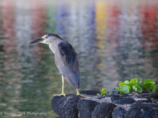 Hawaii 2014.Maralee-6203November 15, 2014