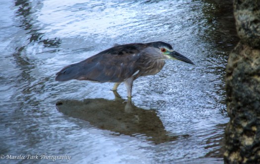 Hawaii 2014.Maralee-6211November 15, 2014And2more