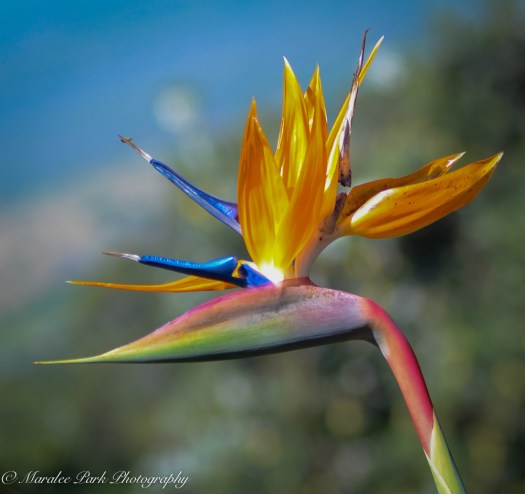 Hawaii 2014.Maralee-6768November 21, 2014