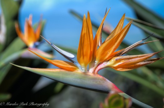 Hawaii 2014.Maralee-6778November 21, 2014And1more