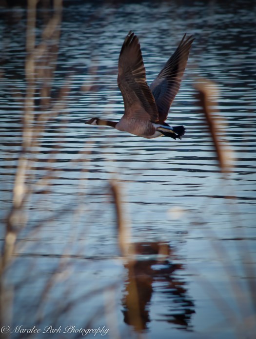 Birds-7308December 26, 2014