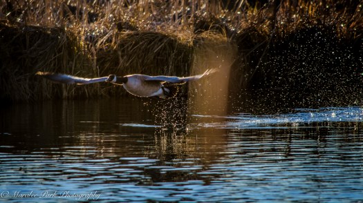 Birds-7310December 26, 2014