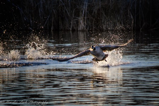 Birds-7322December 26, 2014