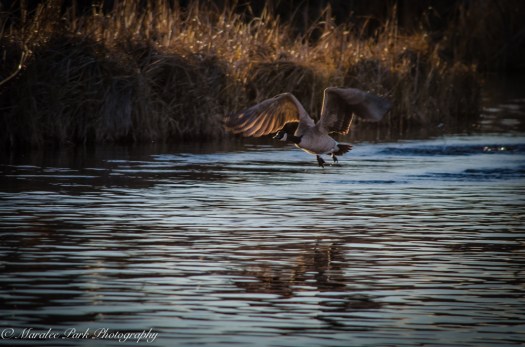 Birds-7324December 26, 2014-2