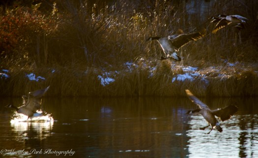 Birds-7331December 26, 2014