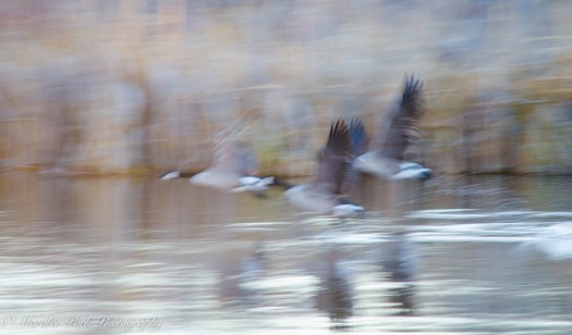 Birds-7404December 26, 2014