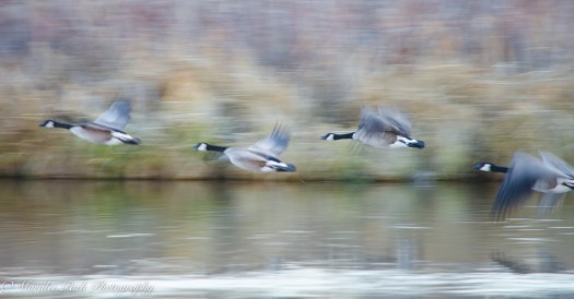 Birds-7407December 26, 2014