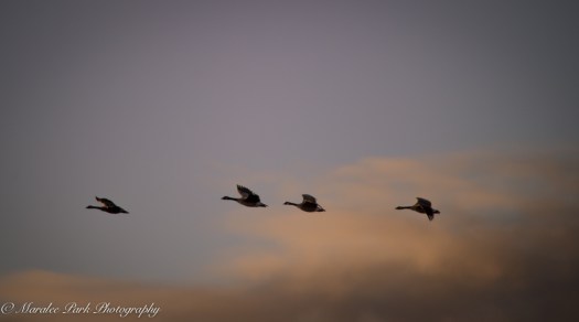 Birds-7411December 26, 2014