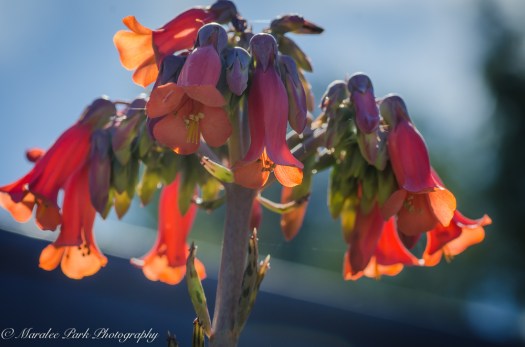 Hawaii 2014.Maralee-6788November 21, 2014