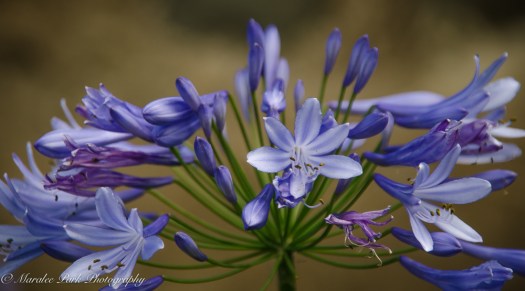 Hawaii 2014.Maralee-6817November 21, 2014