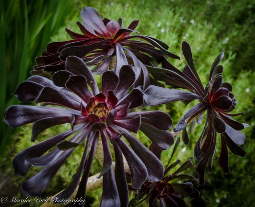 Hawaii 2014.Maralee-6832November 21, 2014