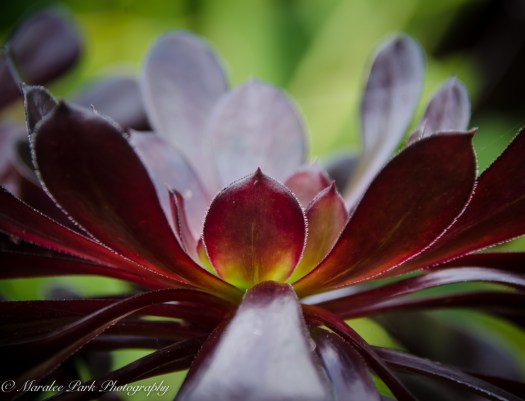 Hawaii 2014.Maralee-6834November 21, 2014