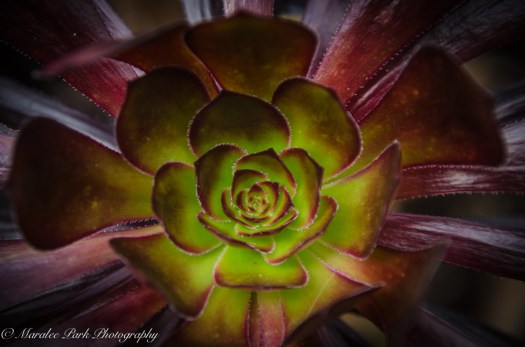 Hawaii 2014.Maralee-6836November 21, 2014