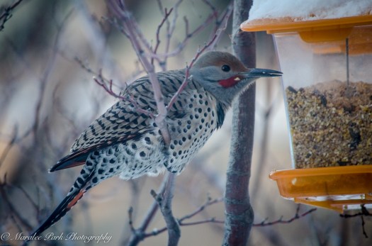 Birds-7481December 30, 2014