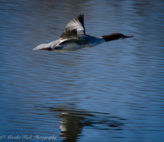 Birds-7900January 20, 2015