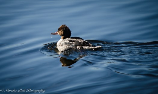 Birds-7908January 20, 2015