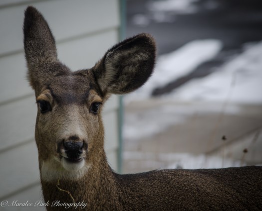 Deer-7435December 27, 2014
