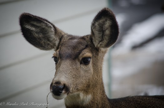 Deer-7437December 27, 2014
