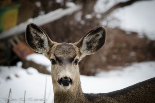 Deer-7446December 27, 2014