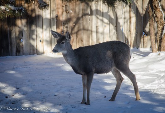 Deer-7488December 31, 2014