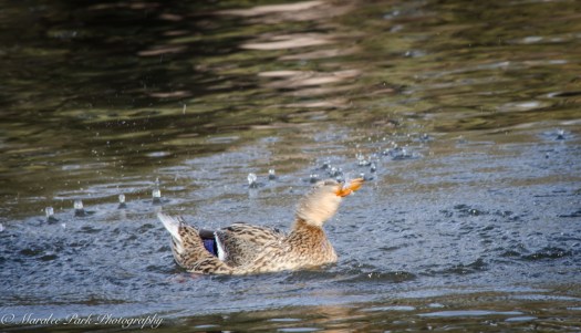 Ducks-7612January 14, 2015