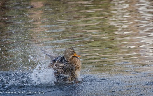 Ducks-7617January 14, 2015