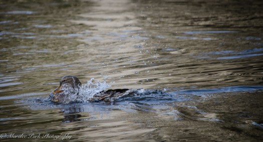 Ducks-7620January 14, 2015