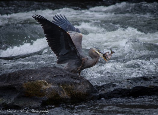 Swans and Heron-8370January 29, 2015