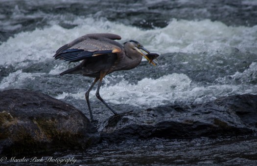 Swans and Heron-8372January 29, 2015