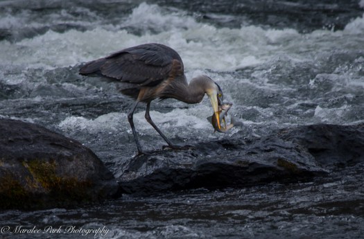 Swans and Heron-8389January 29, 2015