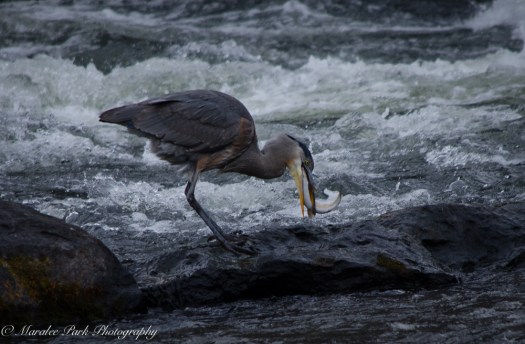 Swans and Heron-8408January 29, 2015