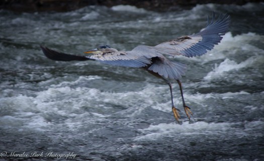 Swans and Heron-8432January 29, 2015