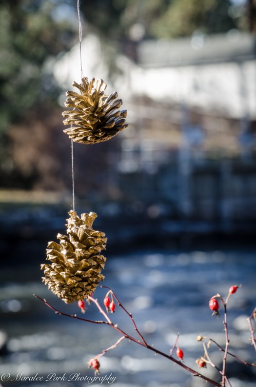 Wildlife-7498January 07, 2015