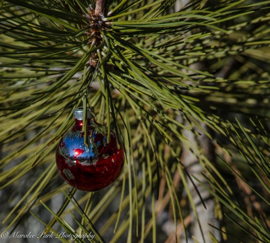 Wildlife-7499January 07, 2015