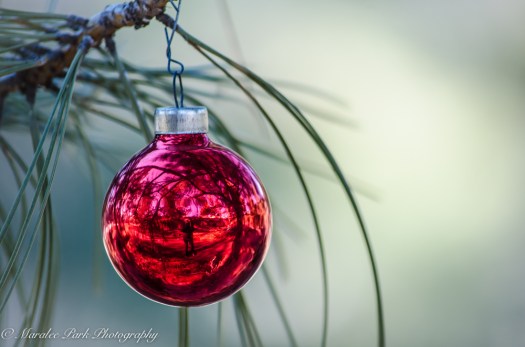 Wildlife-7503January 07, 2015